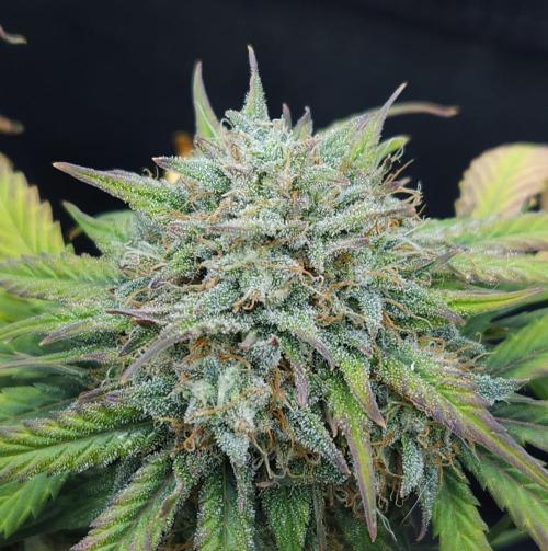 LSO Autoflowers 2.0 !. Week 9 - Grape Gorilla (Day 59)