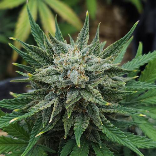 LSO Autoflowers 2.0 !. Week 9 - Grape Tuna (Day 59)
