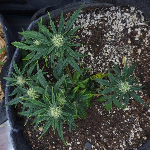 LSO Autoflowers 2.0 !. Week 9 - Wedding Cake (Day 43)