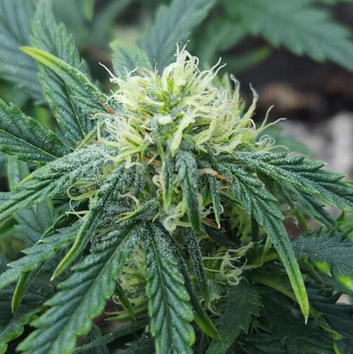 LSO Autoflowers 2.0 !. Week 9 - Wedding Cake (Day 43)