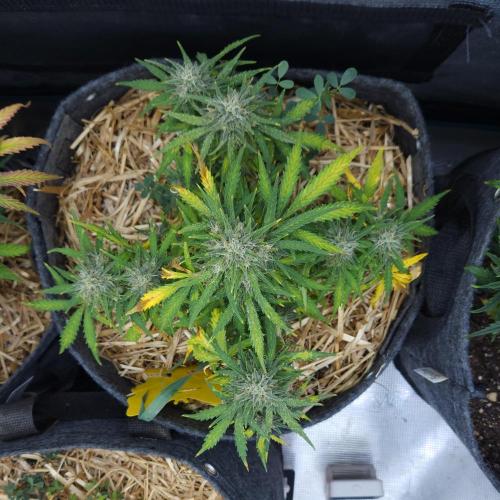 LSO Autoflowers 2.0 !. Week 9 - Gorilla Zkittlez (Day 59)