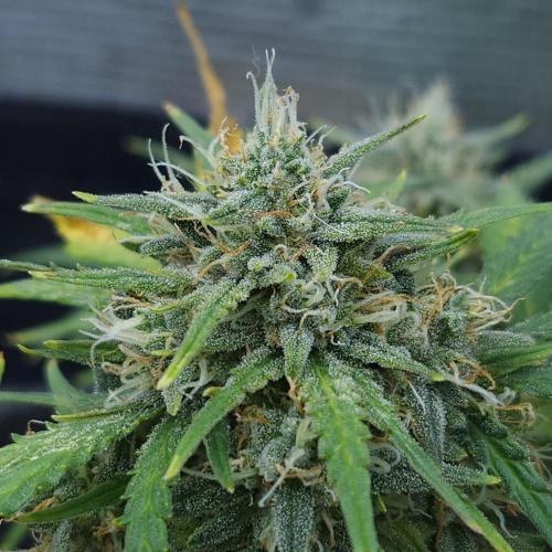 LSO Autoflowers 2.0 !. Week 9 - Gorilla Zkittlez (Day 59)