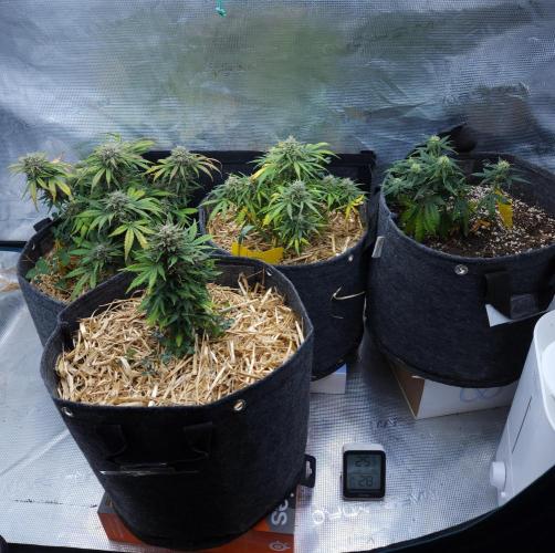 LSO Autoflowers 2.0 !. Week 9 - 12/19/25