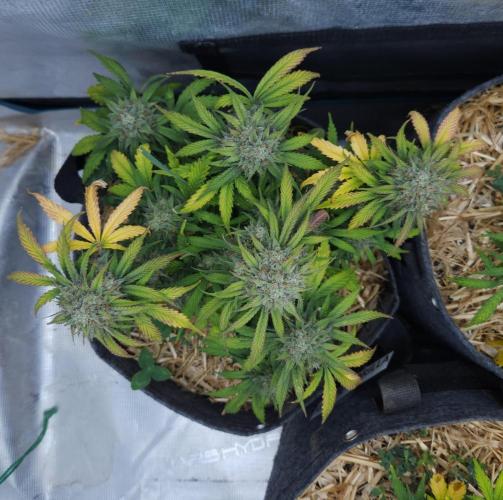 LSO Autoflowers 2.0 !. Week 9 - Grape Gorilla (Day 60)