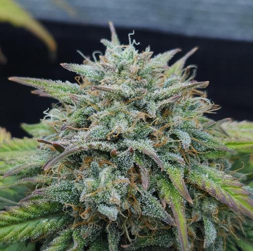 LSO Autoflowers 2.0 !. Week 9 - Grape Gorilla (Day 60)