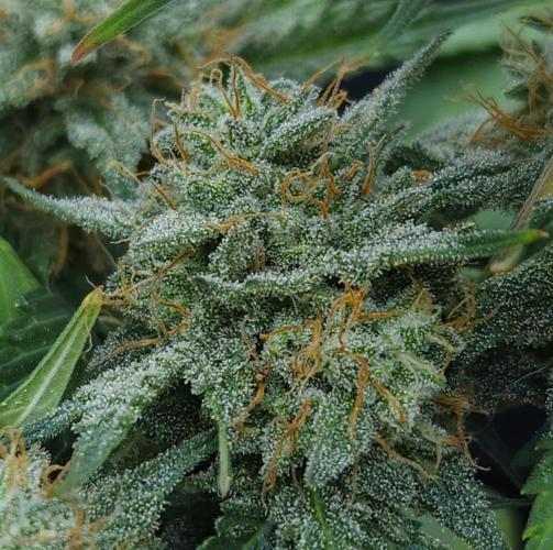 LSO Autoflowers 2.0 !. Week 9 - Grape Gorilla (Day 60)