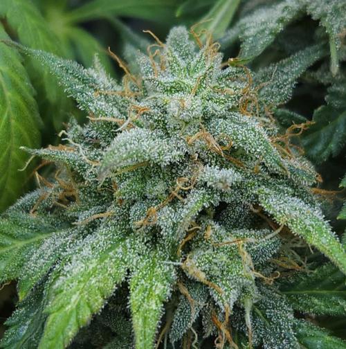 LSO Autoflowers 2.0 !. Week 9 - Grape Gorilla (Day 60)