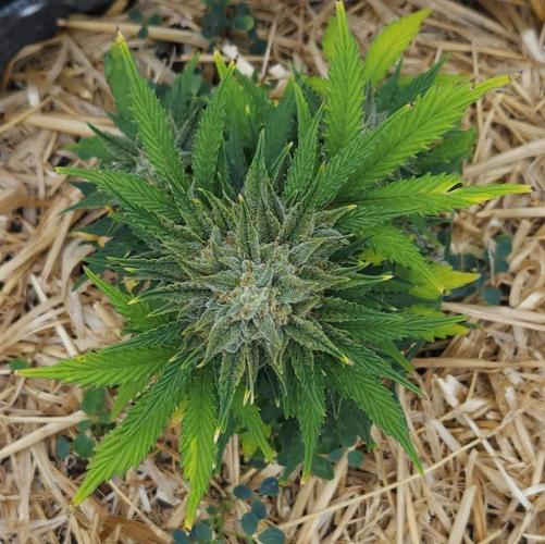 LSO Autoflowers 2.0 !. Week 9 - Grape Tuna (Day 60)