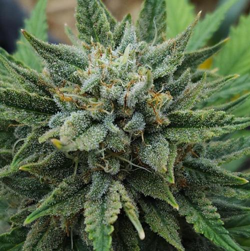 LSO Autoflowers 2.0 !. Week 9 - Grape Tuna (Day 60)