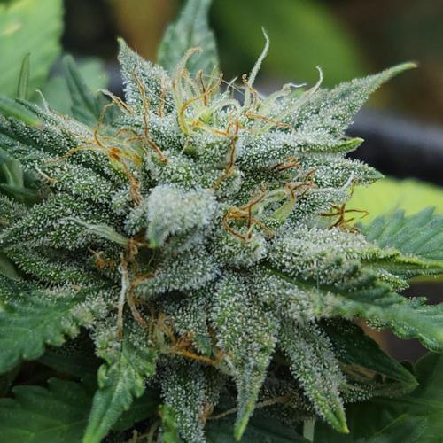 LSO Autoflowers 2.0 !. Week 9 - Grape Tuna (Day 60)