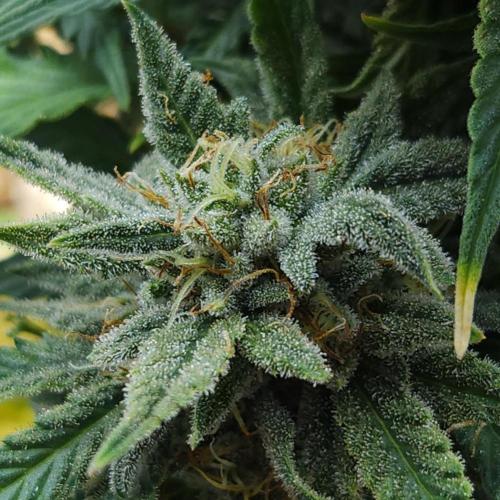 LSO Autoflowers 2.0 !. Week 9 - Grape Tuna (Day 60)