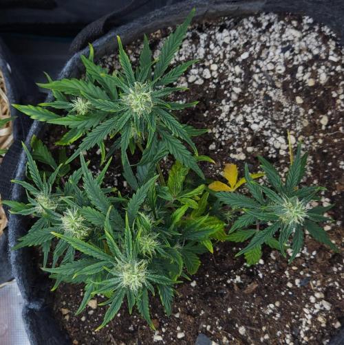 LSO Autoflowers 2.0 !. Week 9 - Wedding Cake (Day 44)