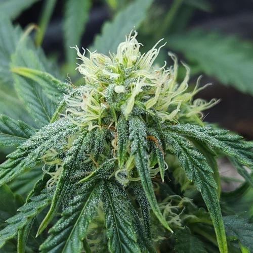 LSO Autoflowers 2.0 !. Week 9 - Wedding Cake (Day 44)