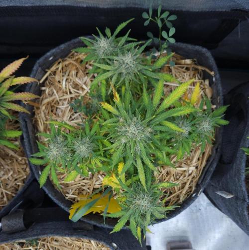 LSO Autoflowers 2.0 !. Week 9 - Gorilla Zkittlez (Day 60)