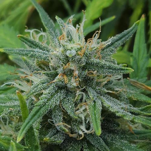 LSO Autoflowers 2.0 !. Week 9 - Gorilla Zkittlez (Day 60)