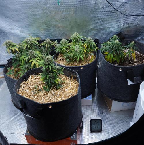 LSO Autoflowers 2.0 !. Week 9 - 12/20/25