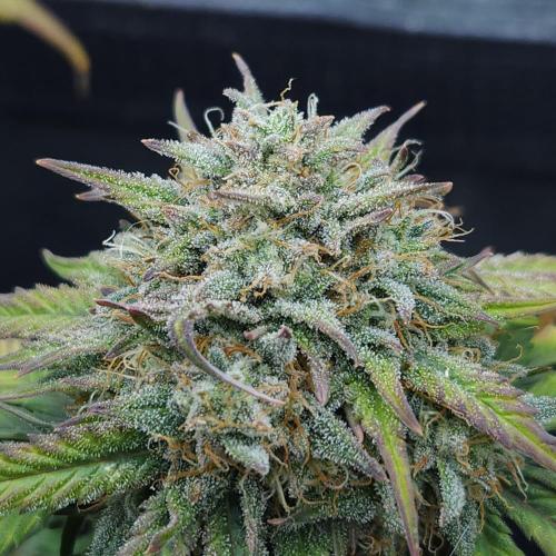 LSO Autoflowers 2.0 !. Week 9 - Grape Gorilla (Day 61)