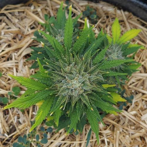LSO Autoflowers 2.0 !. Week 9 - Grape Tuna (Day 61)