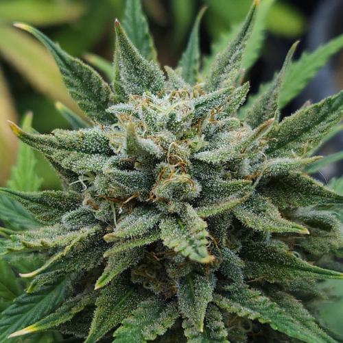 LSO Autoflowers 2.0 !. Week 9 - Grape Tuna (Day 61)