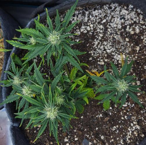 LSO Autoflowers 2.0 !. Week 9 - Wedding Cake (Day 45)