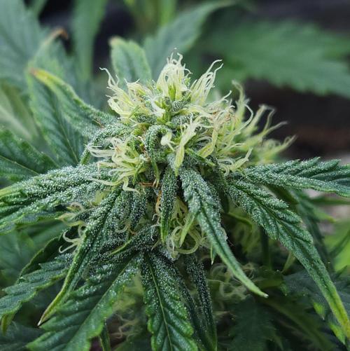 LSO Autoflowers 2.0 !. Week 9 - Wedding Cake (Day 45)