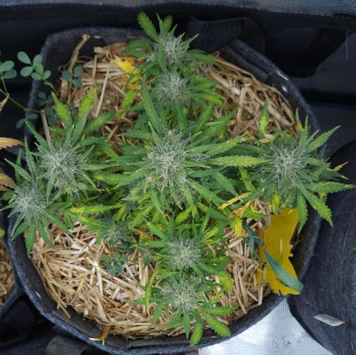 LSO Autoflowers 2.0 !. Week 9 - Gorilla Zkittlez (Day 61)