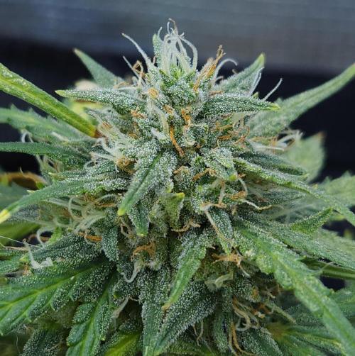 LSO Autoflowers 2.0 !. Week 9 - Gorilla Zkittlez (Day 61)