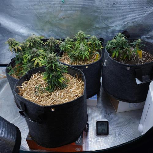 LSO Autoflowers 2.0 !. Week 9 - 12/21/25