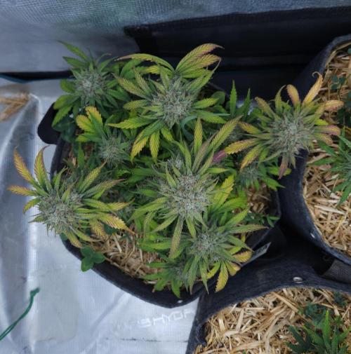 LSO Autoflowers 2.0 !. Week 9 - Grape Gorilla (Day 62)