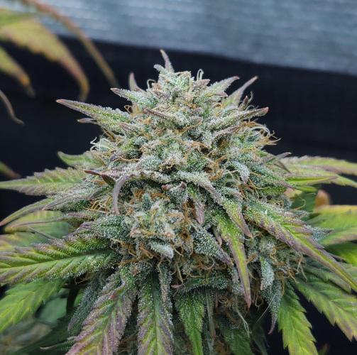 LSO Autoflowers 2.0 !. Week 9 - Grape Gorilla (Day 62)