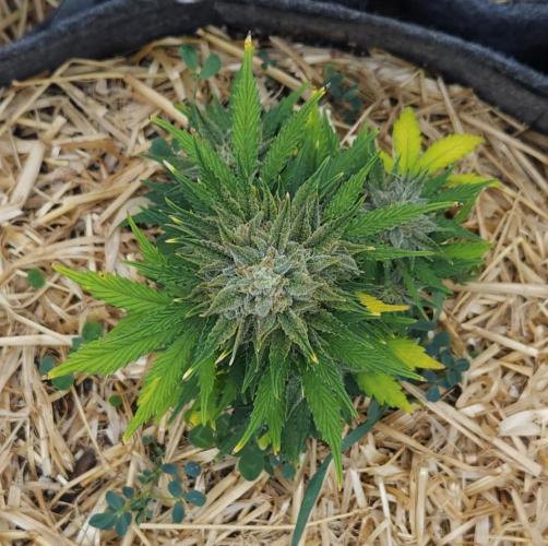 LSO Autoflowers 2.0 !. Week 9 - Grape Tuna (Day 62)