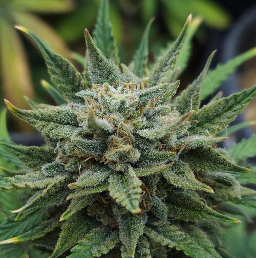 LSO Autoflowers 2.0 !. Week 9 - Grape Tuna (Day 62)