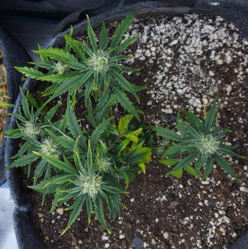 LSO Autoflowers 2.0 !. Week 9 - Wedding Cake (Day 46)