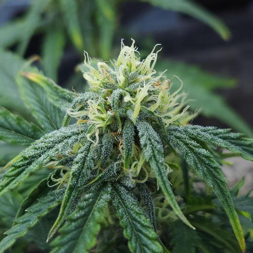 LSO Autoflowers 2.0 !. Week 9 - Wedding Cake (Day 46)