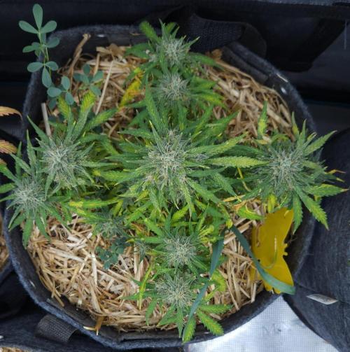 LSO Autoflowers 2.0 !. Week 9 - Gorilla Zkittlez (Day 62)