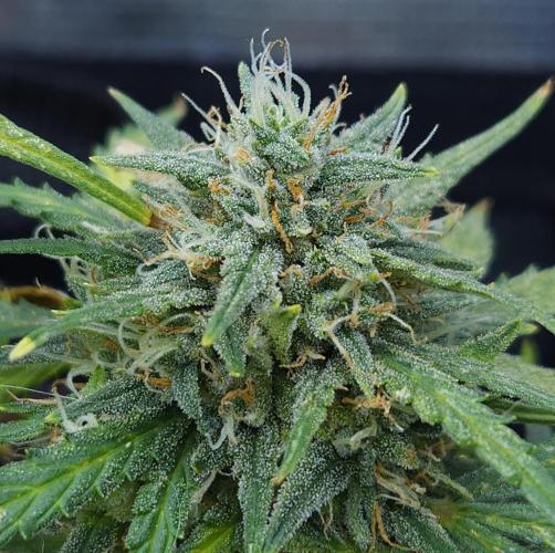 LSO Autoflowers 2.0 !. Week 9 - Gorilla Zkittlez (Day 62)