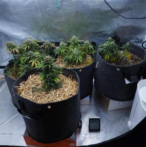 LSO Autoflowers 2.0 !. Week 9 - 12/22/25