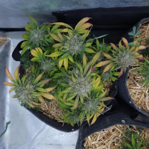 LSO Autoflowers 2.0 !. Week 9 - Grape Gorilla (Day 63)