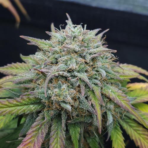 LSO Autoflowers 2.0 !. Week 9 - Grape Gorilla (Day 63)