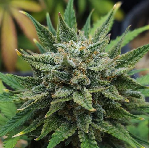 LSO Autoflowers 2.0 !. Week 9 - Grape Tuna (Day 63)