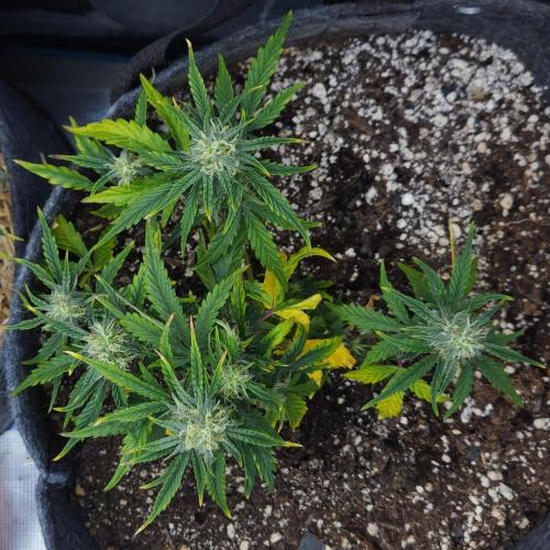 LSO Autoflowers 2.0 !. Week 9 - Wedding Cake (Day 47)