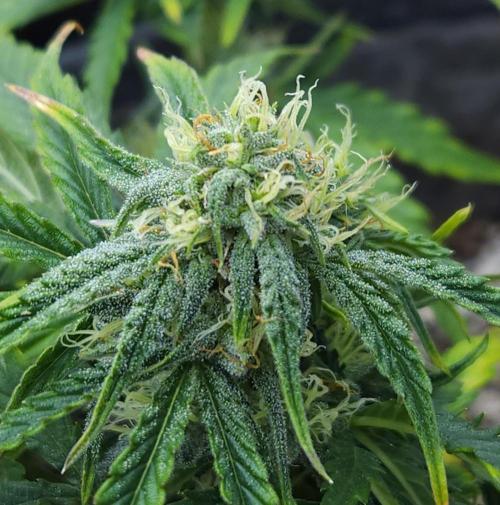 LSO Autoflowers 2.0 !. Week 9 - Wedding Cake (Day 47)