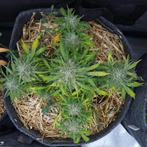 LSO Autoflowers 2.0 !. Week 9 - Gorilla Zkittlez (Day 63)