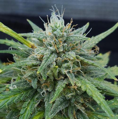 LSO Autoflowers 2.0 !. Week 9 - Gorilla Zkittlez (Day 63)