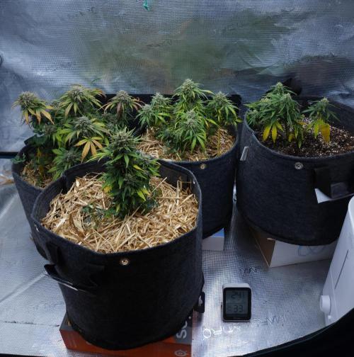 LSO Autoflowers 2.0 !. Week 9 - 12/23/25