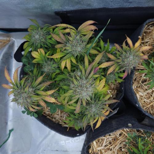 LSO Autoflowers 2.0 !. Week 10 - Grape Gorilla (Day 64)