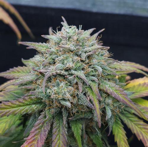 LSO Autoflowers 2.0 !. Week 10 - Grape Gorilla (Day 64)