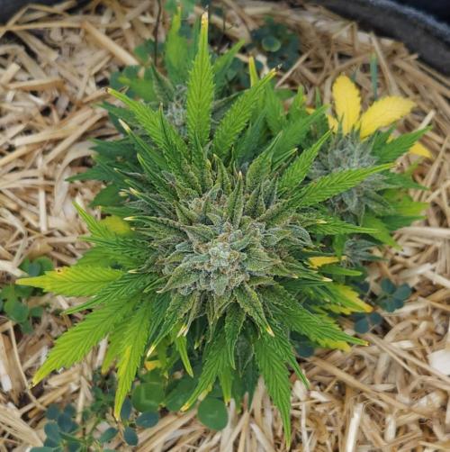 LSO Autoflowers 2.0 !. Week 10 - Grape Tuna (Day 64)