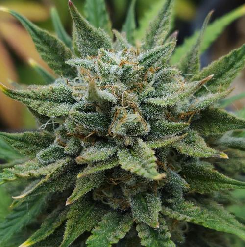 LSO Autoflowers 2.0 !. Week 10 - Grape Tuna (Day 64)