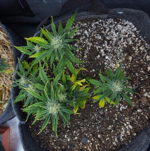 LSO Autoflowers 2.0 !. Week 10 - Wedding Cake (Day 48)